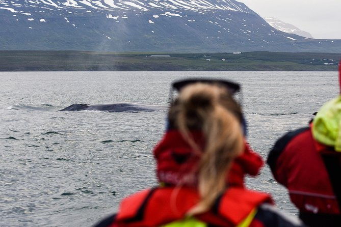 whale-watching-from-downtown-akureyri