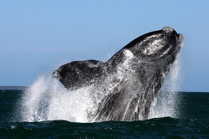 Whale Watching from Gansbaai - Key Points