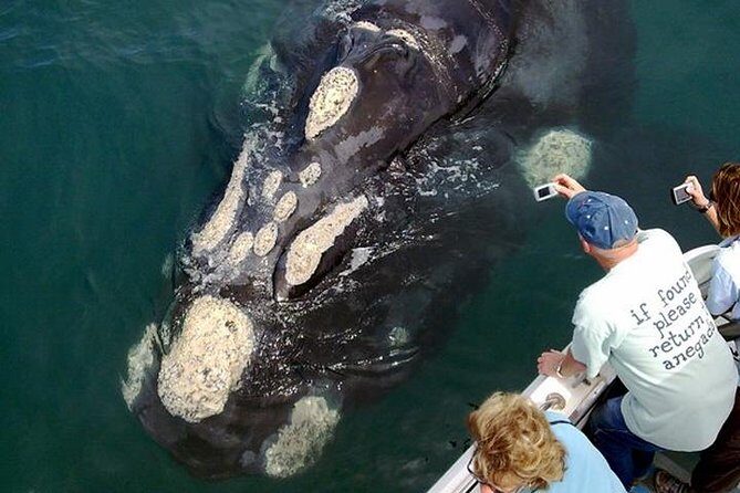 Whale Watching from Gansbaai - The Itinerary: What to Expect on This Whale Watching Trip