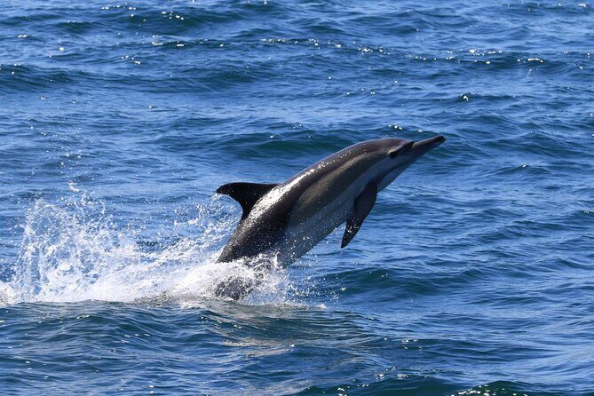 Whale Watching from Gansbaai - The Sum Up