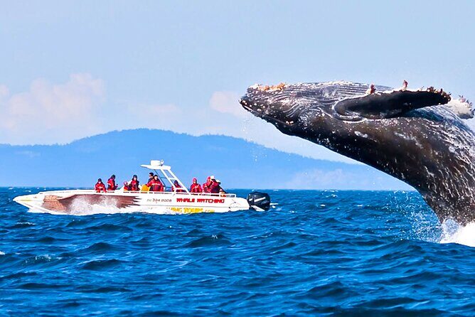 Whale Watching from Koggala on Shared Boat - Key Points