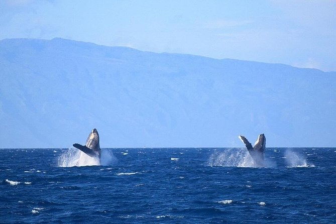 whale-watching-from-maalaea-harbor