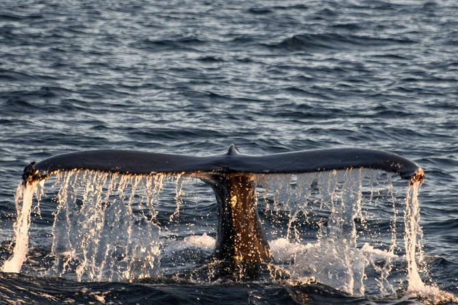 whale-watching-from-the-heart-of-akureyri