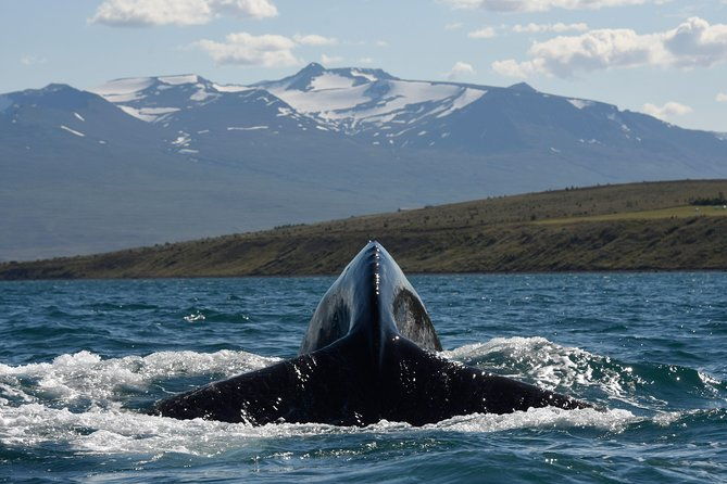 whale-watching-from-the-heart-of-akureyri