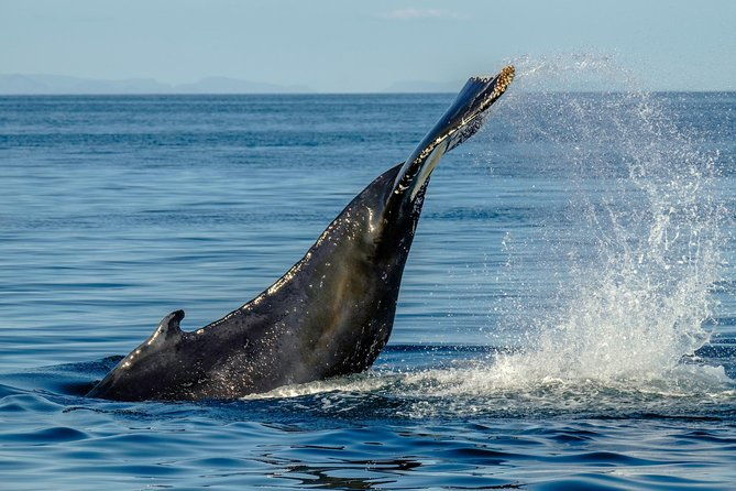 whale-watching-from-the-heart-of-akureyri