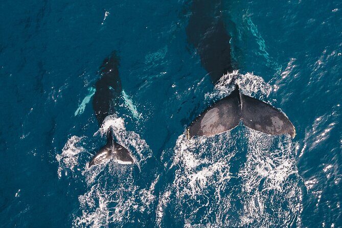 Whale Watching Galle with Pickup & Drop - Introduction