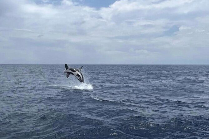 Whale Watching Galle with Pickup & Drop - What the Reviews Tell Us