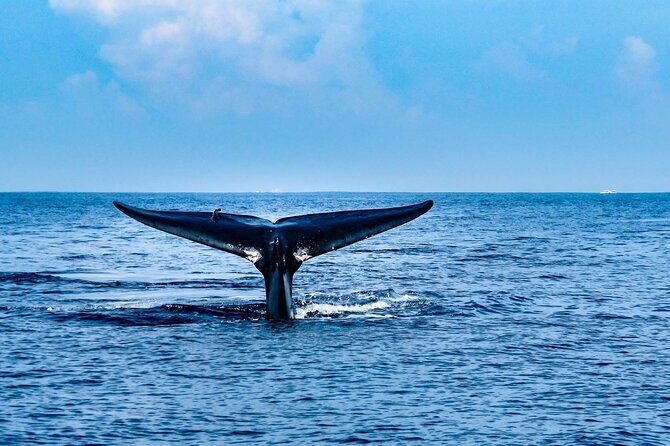 Whale Watching Galle with Pickup & Drop - FAQ
