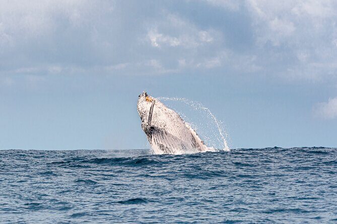 Whale Watching Gold Coast - What Makes This Whale Watching Tour Stand Out?