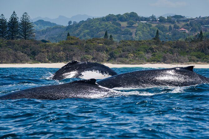 Whale Watching Gold Coast - Final Thoughts: Is This Tour Worth It?