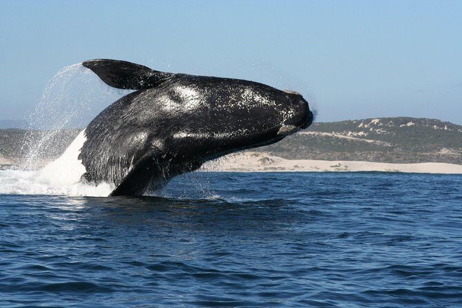 Whale Watching Hermanus - Boat base - Starting Your Adventure: The Itinerary Explained