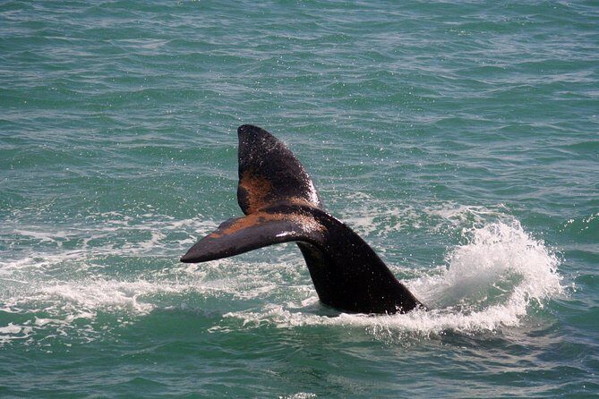 Whale Watching Hermanus - Boat base - Practical Tips for Your Booking