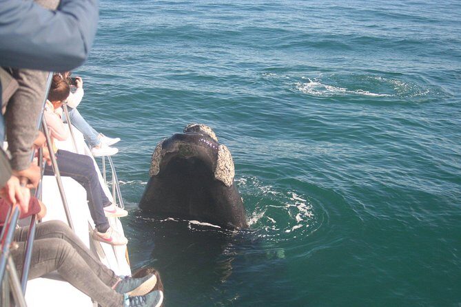 Whale Watching Hermanus - Boat base - The Sum Up