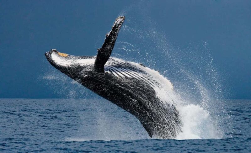 Whale watching Hermanus instagram, group tour from Cape Town - Key Points