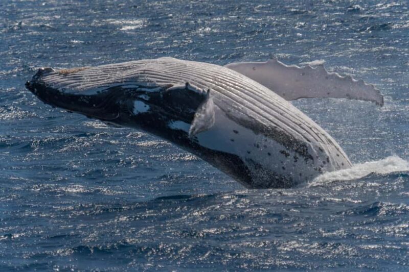 Whale watching Hermanus instagram, group tour from Cape Town - The Full Experience: What to Expect