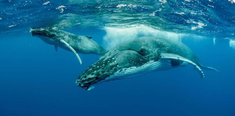 Whale watching Hermanus instagram, group tour from Cape Town - Who Is This Tour Best Suited For?