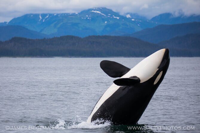 Whale-watching, Icy point, Hoonah , whales, Orca, killer-whales. - Who Should Book This Tour?