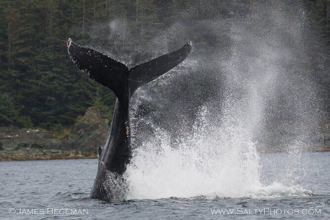 Whale-watching, Icy point, Hoonah , whales, Orca, killer-whales. - FAQs