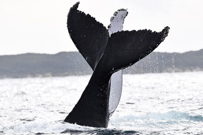 Whale Watching in Augusta Humpback and Southern Right Whales - The Experience and What Travelers Say
