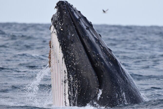 Whale Watching in Augusta Humpback and Southern Right Whales - Practical Details: Transportation, Timing, and Group Size