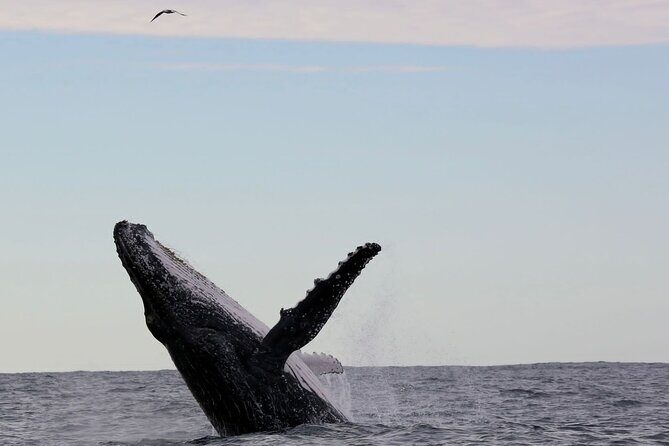 Whale Watching in Coffs Harbour - Introduction