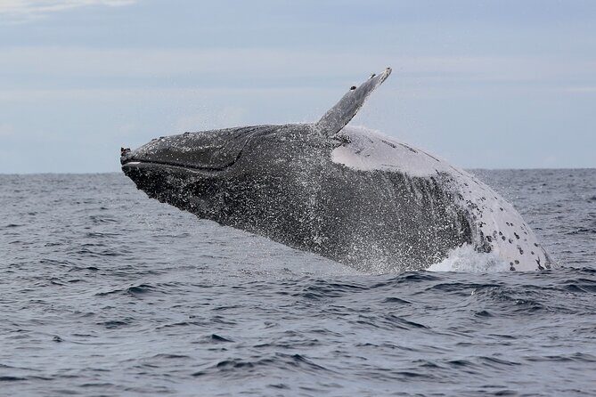 Whale Watching in Coffs Harbour - The Itinerary: A Closer Look