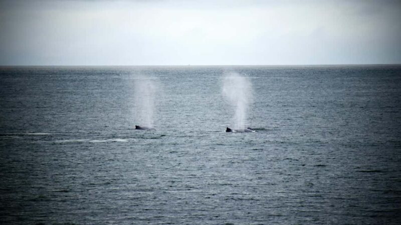 Whale Watching in Hermanus Shared Tour - Key Points  