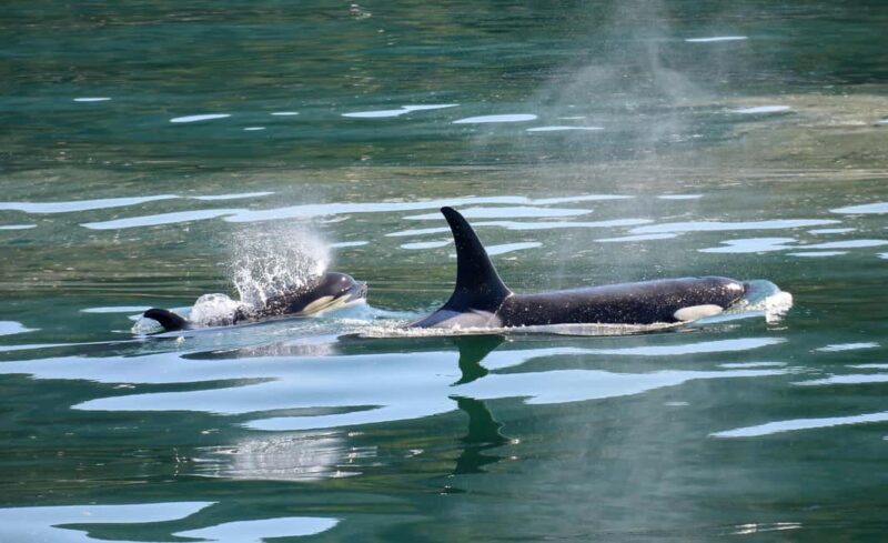 Whale Watching in Hermanus Shared Tour - Detailed Review of the Hermanus Whale Watching Tour