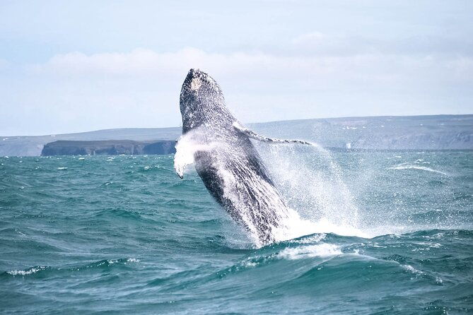 whale-watching-in-husavik