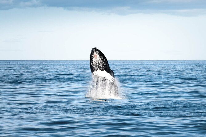 whale-watching-in-husavik