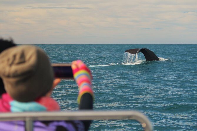Whale Watching in Kaikoura by Boat - An In-Depth Look at the Whale Watching Tour