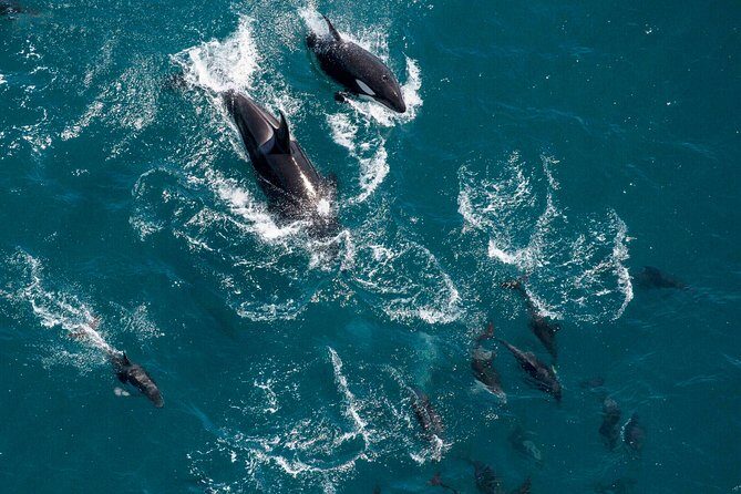 Whale Watching in Kaikoura - Ultimate Experience - FAQ