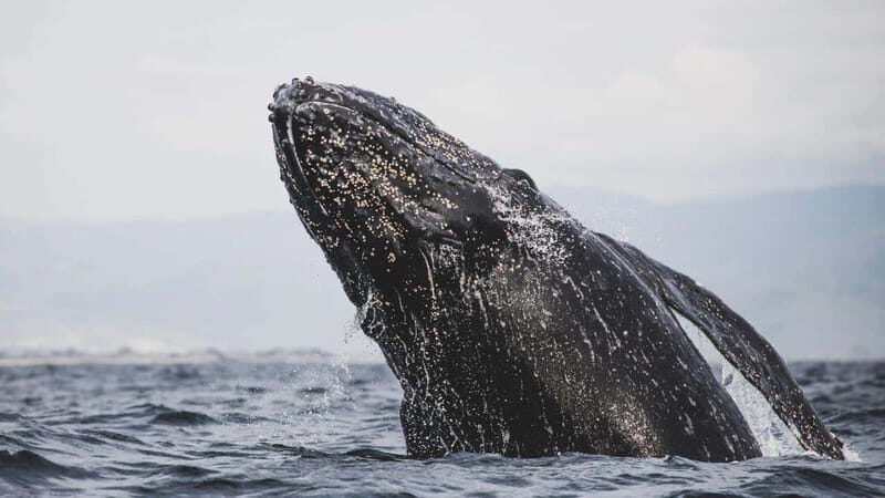 Whale Watching in La Paz  Gray Whale Encounter - An In-Depth Look at the Gray Whale Encounter Tour