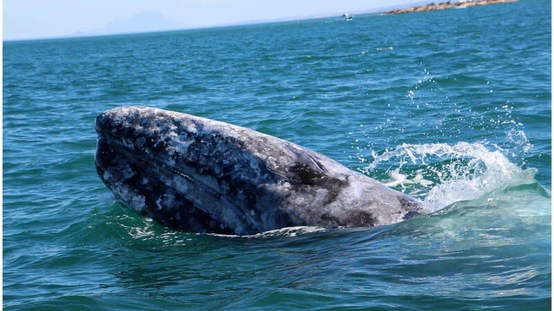 Whale Watching in La Paz  Gray Whale Encounter - Analyzing the Value