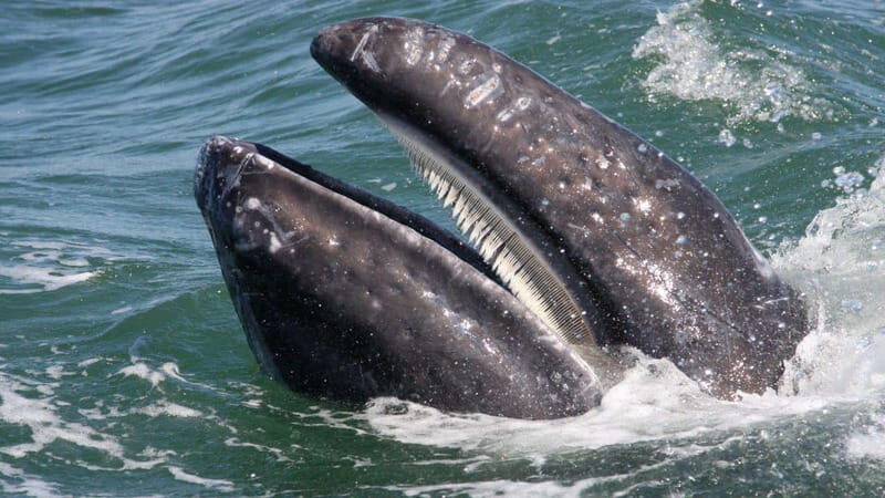 Whale Watching in La Paz  Gray Whale Encounter - Who This Tour Is Best For