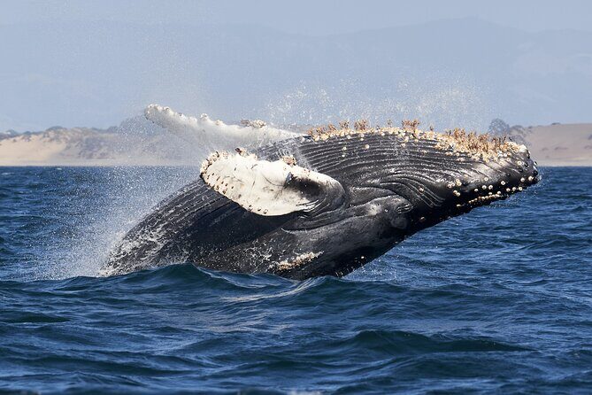 Whale watching in Mirissa from Colombo - The Sum Up