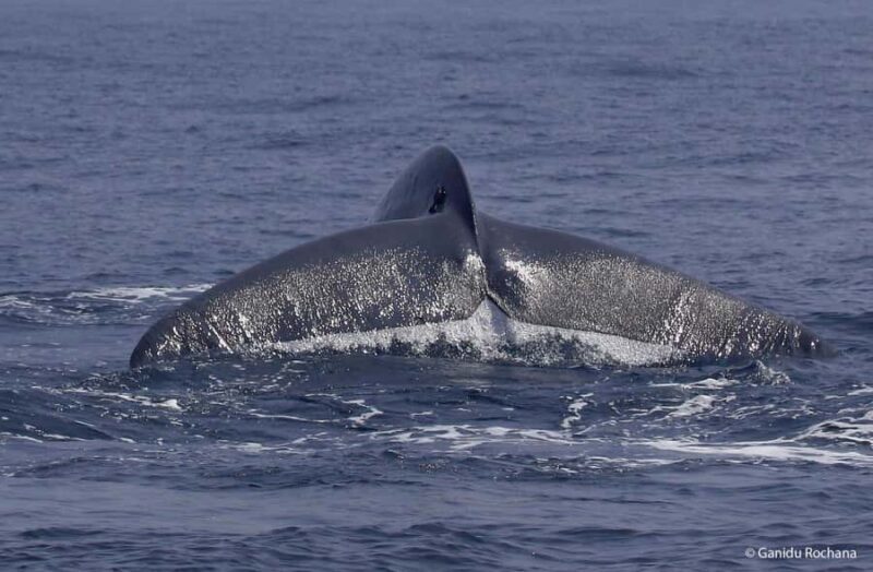 Whale Watching in Mirissa Sri lanka - What Travelers Say