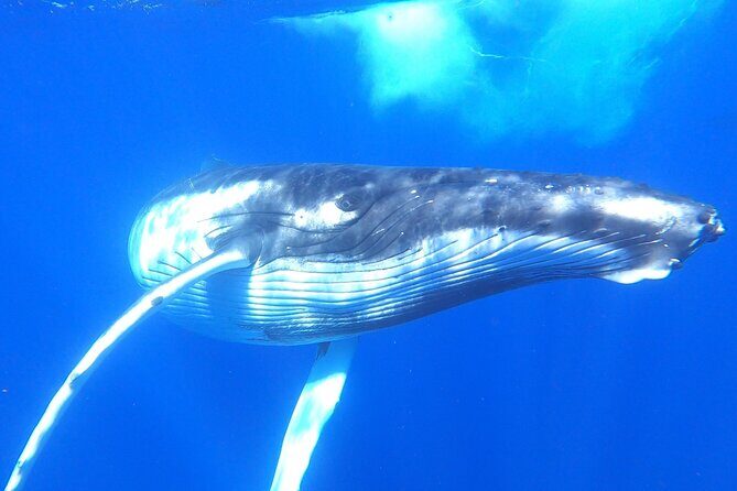 Whale watching in Moorea - An In-Depth Look at the Whale Watching Tour in Moorea