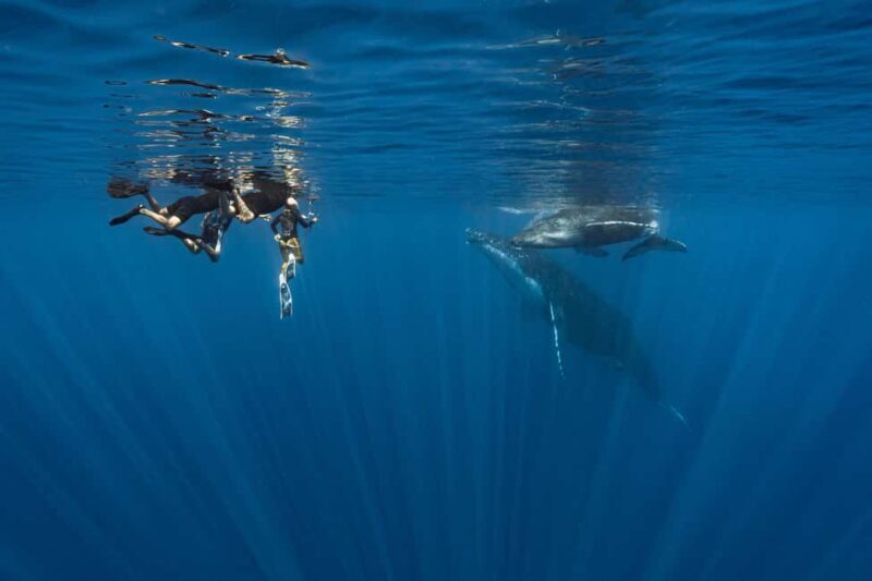 Whale watching in Moorea  Half-day private tour - An In-Depth Look at the Moorea Whale Watching Half-Day Tour