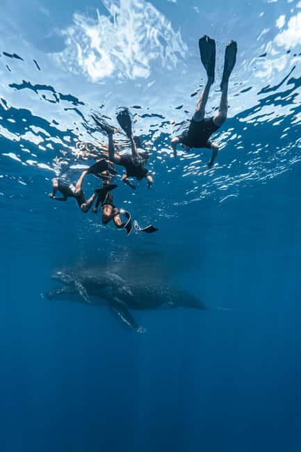 Whale watching in Moorea  Half-day private tour - Who Is This Tour Best For?