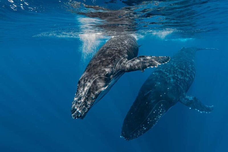 Whale watching in Moorea  Half-day private tour - FAQ