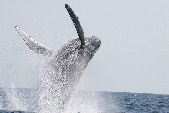 whale-watching-in-okinawa