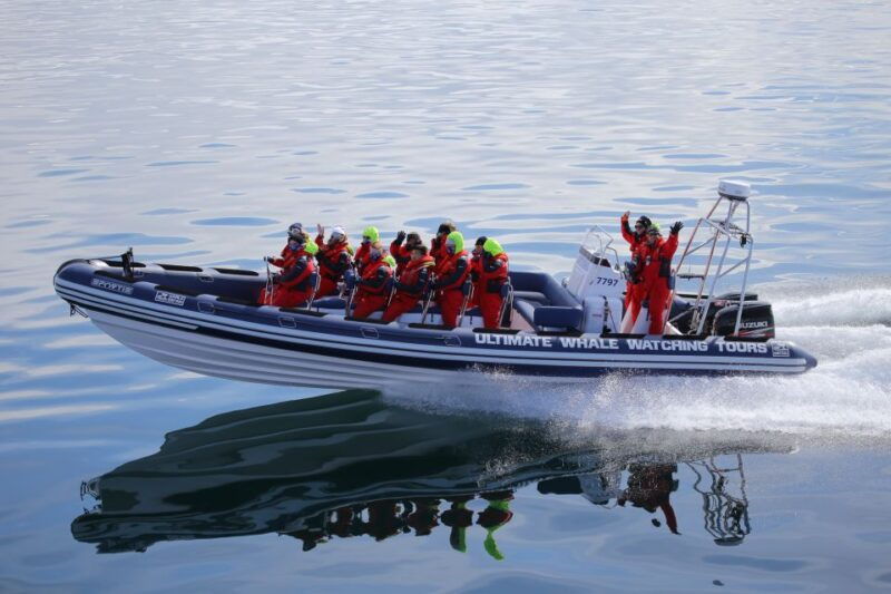 whale-watching-in-reykjavik-by-speedboat