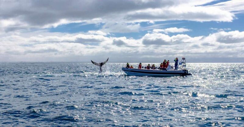 whale-watching-in-reykjavik-by-speedboat