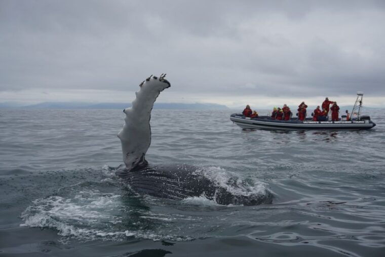 whale-watching-in-reykjavik-by-speedboat