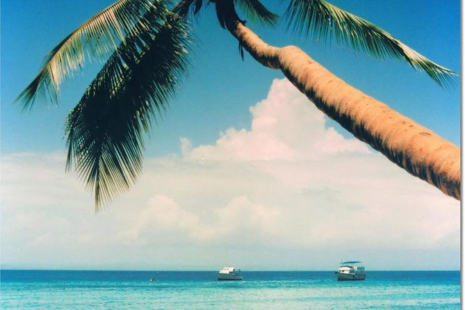 whale-watching-in-samana