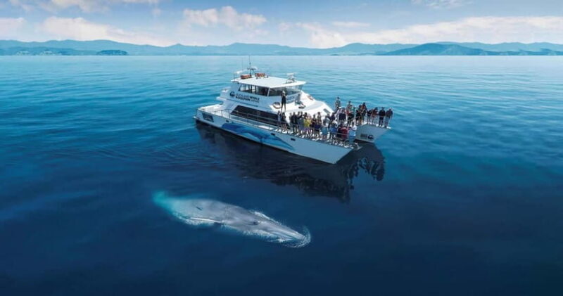 Whale Watching in Sri Lanka A Majestic Ocean Adventure - The Experience in Real Terms: What Travelers Say