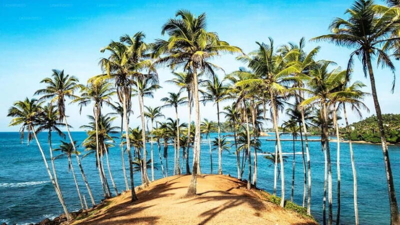 Whale Watching in Sri Lanka A Majestic Ocean Adventure - Final Thoughts: Who Will Love This Tour?