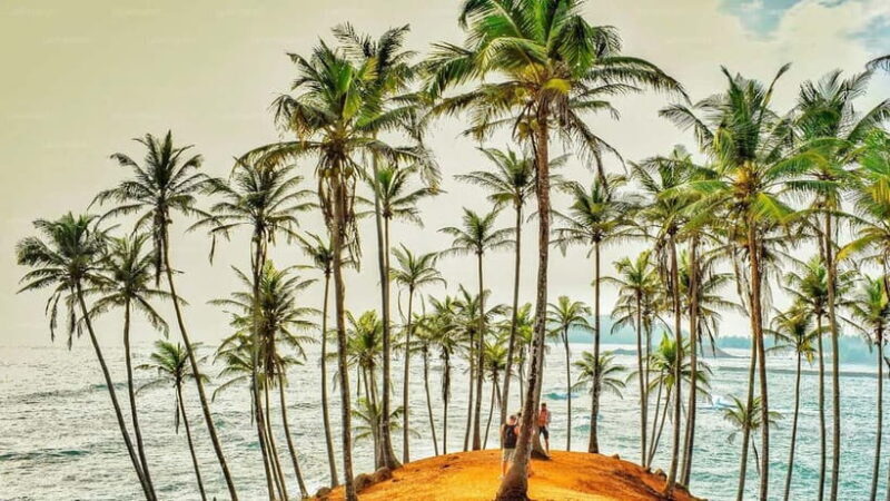 Whale Watching in Sri Lanka A Majestic Ocean Adventure - FAQ