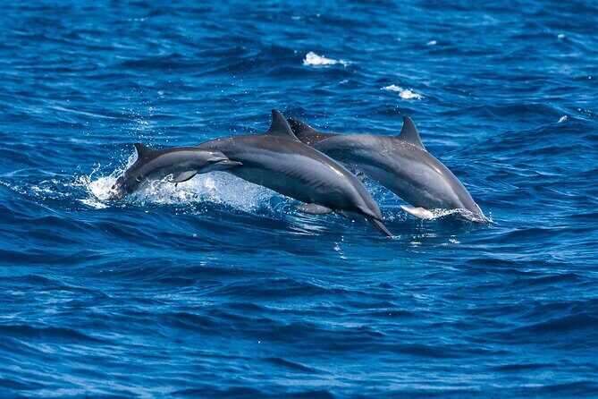 Whale Watching in Trincomalee by Catamaran cruise - Final Thoughts: Who Should Consider This Tour?